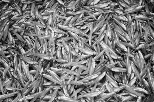 y sus peces